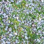 Gravel with weeds in it